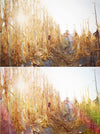 Light Leaks Photoshop Action Set
