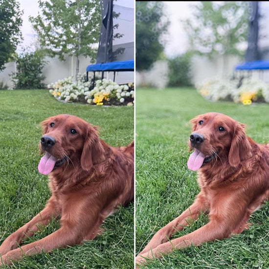 A before and after showing the effects of the Pure Clean Lightroom Mobile Presets.  A dog lying in the grass.