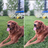 A before and after showing the effects of the Pure Clean Lightroom Mobile Presets.  A dog lying in the grass.