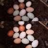 A before and after showing the effects of the Pure Clean Lightroom Mobile Presets.  Fresh chicken eggs.