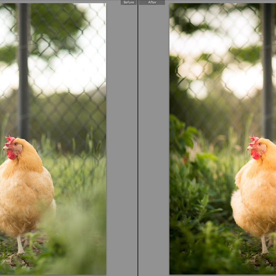 A before and after of a chicken standing in tall grass in a fenced yard.  The after image has much more pop and contrast and color glows compared to the before action.  Edited with Pure Summer Photoshop Actions and Lightroom Presets.