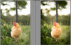A before and after of a chicken standing in tall grass in a fenced yard.  The after image has much more pop and contrast and color glows compared to the before action.  Edited with Pure Summer Photoshop Actions and Lightroom Presets.